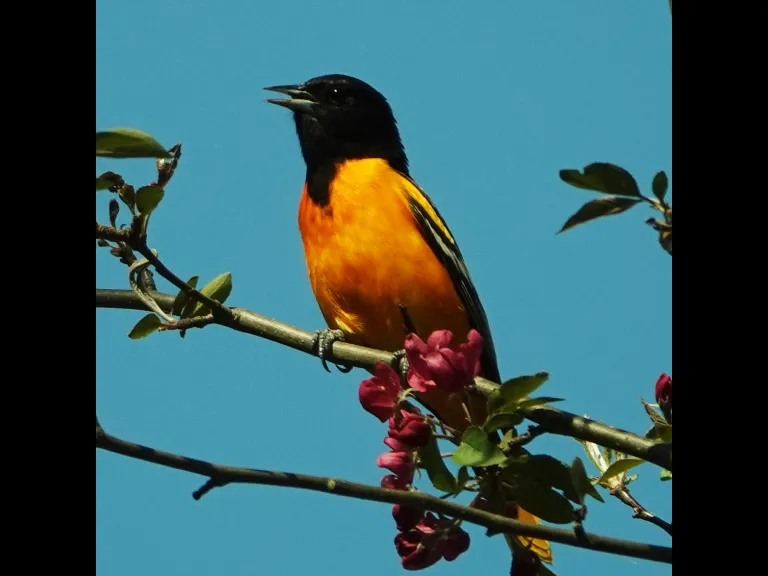 A Baltimore oriole in Lincoln, photographed by Ron McAdow.