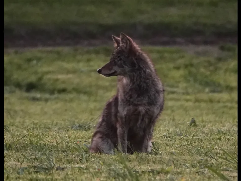 A coyote at Mass Audubon's Drumlin Farm Wildlife Sanctuary in Lincoln, photographed by Ron McAdow.
