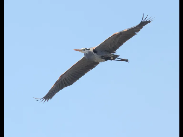 A great blue heron in Southborough, photographed by Steve Forman.
