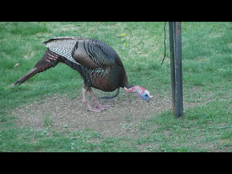 A turkey in Framingham, photographed by Joan Chasan.