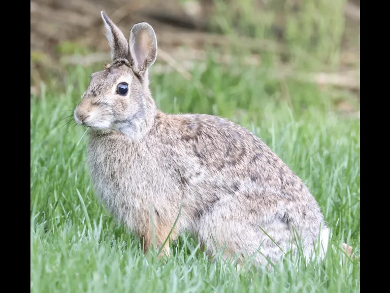 A cottontail rabbit in Framingham, photographed by Steve Forman.