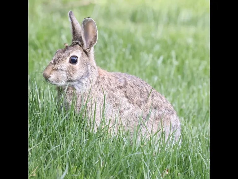 A cottontail rabbit in Framingham, photographed by Steve Forman.