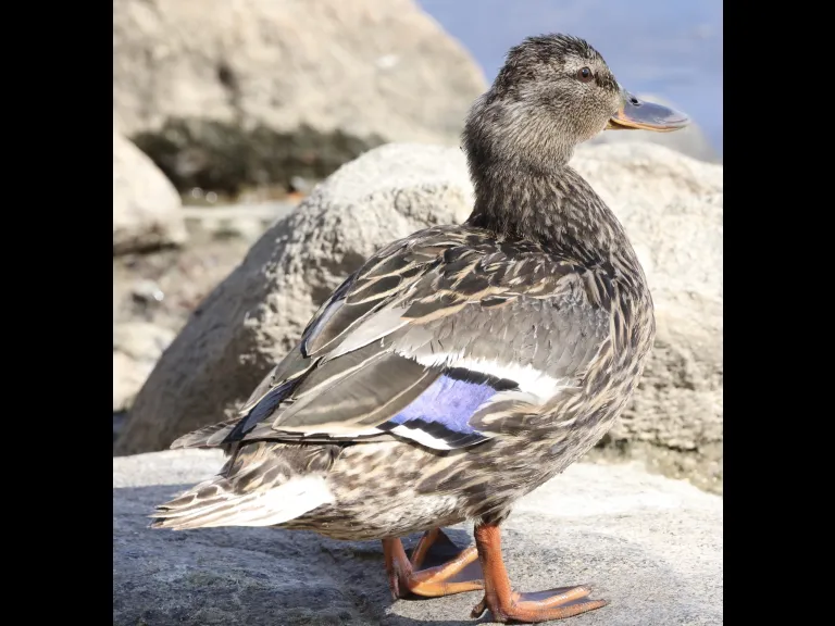 A mallard at Hager Pond in Marlborough, photographed by Steve Forman.