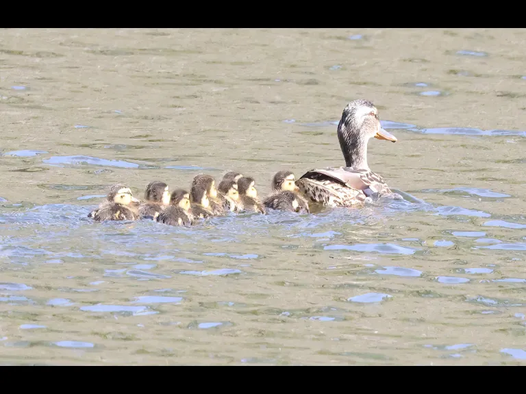Mallards at Hager Pond in Marlborough, photographed by Steve Forman.