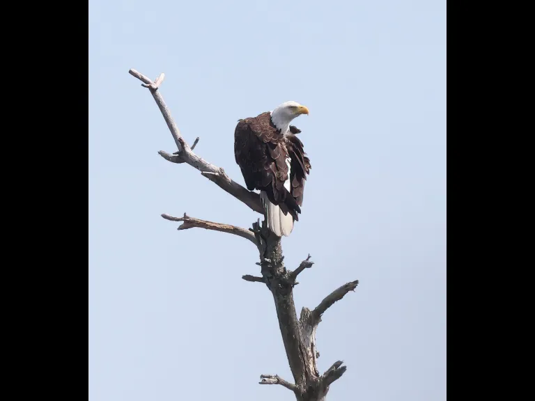 A bald eagle at the Sudbury Reservoir in Southborough, photographed by Steve Forman.