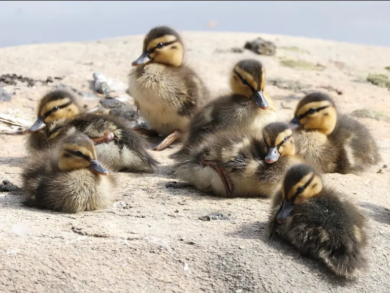 Mallard ducklings at Hager Pond in Marlborough, photographed by Steve Forman.