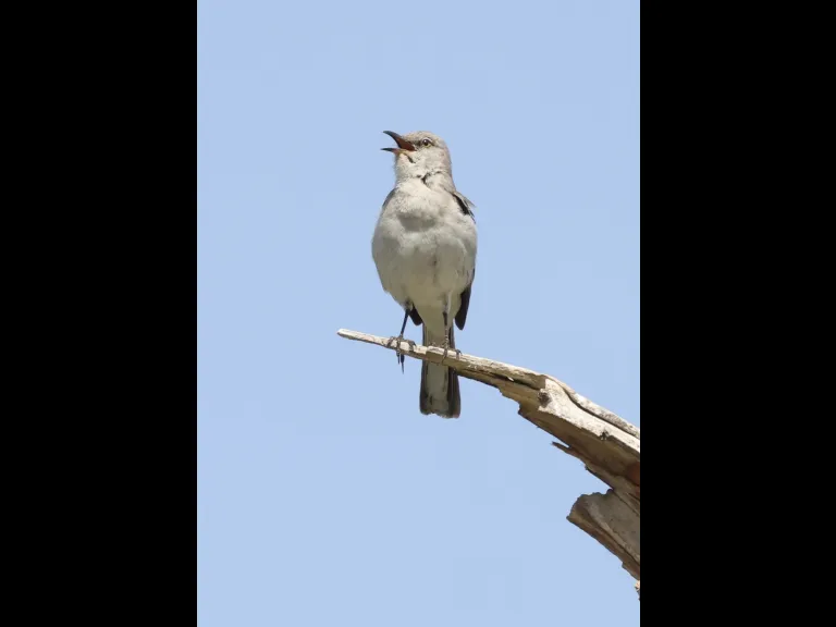 A northern mockingbird at Breakneck Hill Conservation Land in Southborough, photographed by Steve Forman.
