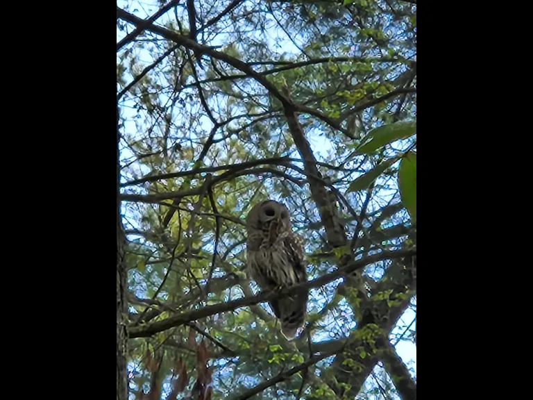 A barred owl in Sudbury, photographed by Debra Rufo.