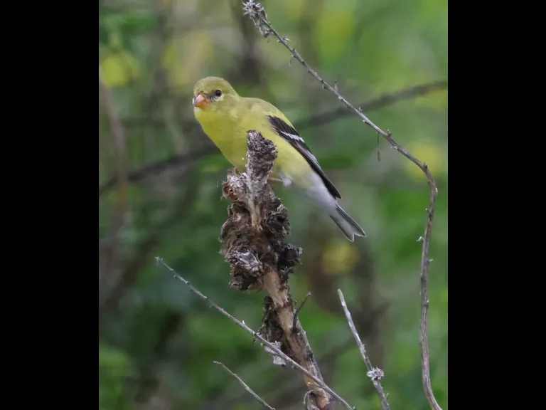 An American goldfinch at Breakneck Hill Conservation Land in Southborough, photographed by Steve Forman.