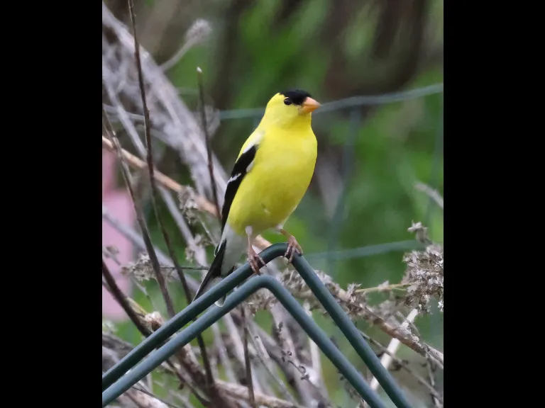 An American goldfinch at Breakneck Hill Conservation Land in Southborough, photographed by Steve Forman.