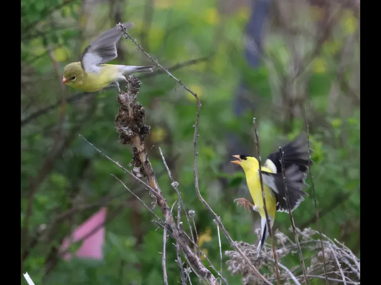American goldfinches at Breakneck Hill Conservation Land in Southborough, photographed by Steve Forman.
