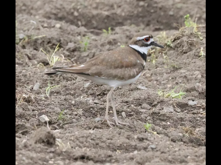 A killdeer at Breakneck Hill Conservation Land in Southborough, photographed by Steve Forman.