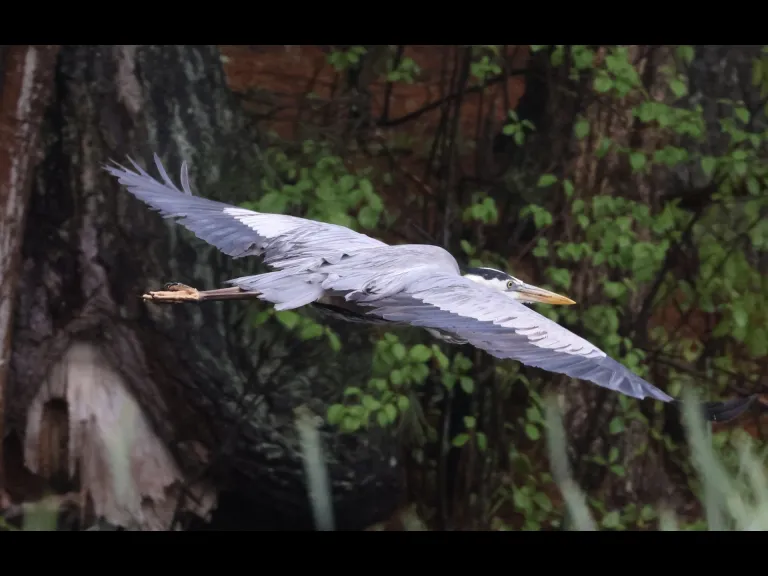 A great blue heron at Grist Mill Pond in Sudbury, photographed by Steve Forman.