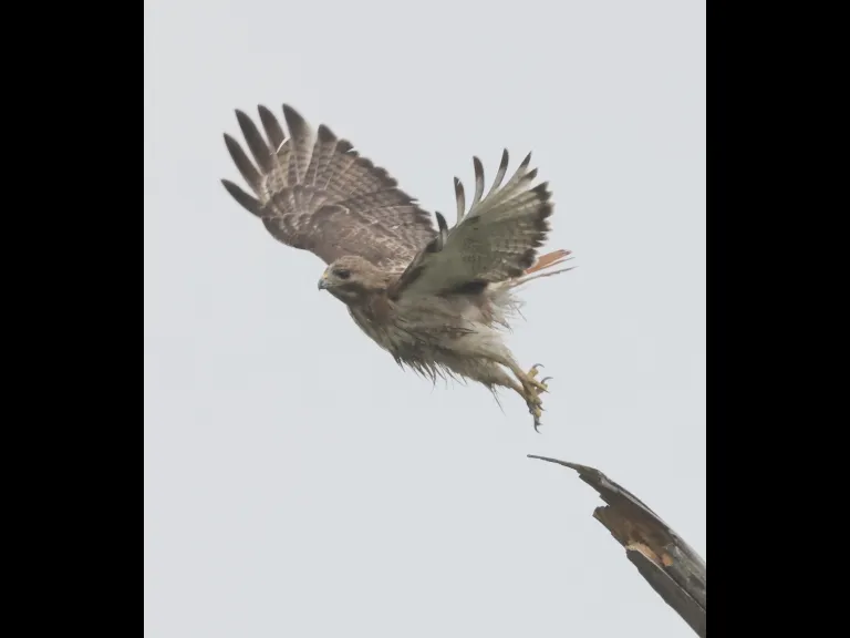 A red-tailed hawk at Breakneck Hill Conservation Land in Southborough, photographed by Steve Forman.