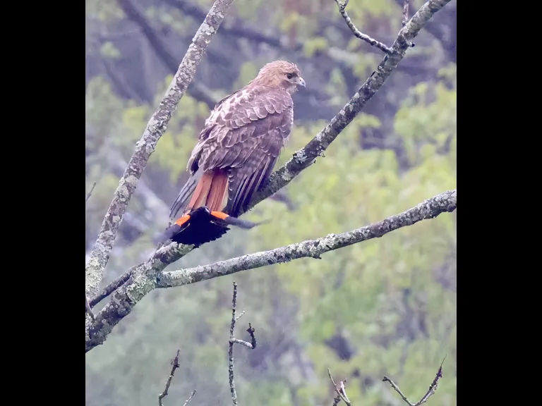 A red-tailed hawk and a red-winged blackbird at Breakneck Hill Conservation Land in Southborough, photographed by Steve Forman.