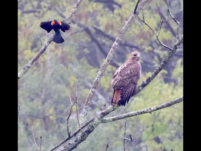 A red-tailed hawk and a red-winged blackbird at Breakneck Hill Conservation Land in Southborough, photographed by Steve Forman.