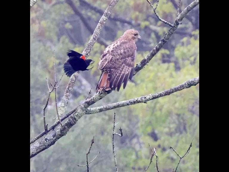 A red-tailed hawk and a red-winged blackbird at Breakneck Hill Conservation Land in Southborough, photographed by Steve Forman.