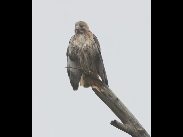 A red-tailed hawk at Breakneck Hill Conservation Land in Southborough, photographed by Steve Forman.