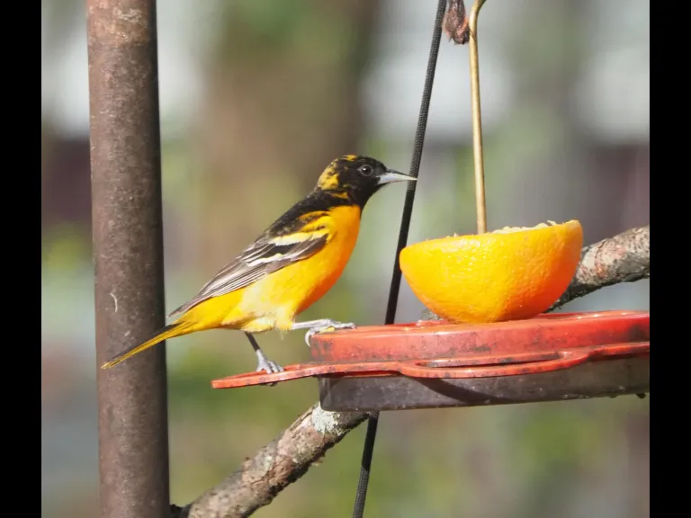 A Baltimore oriole in Framingham, photographed by Joan Chasan.
