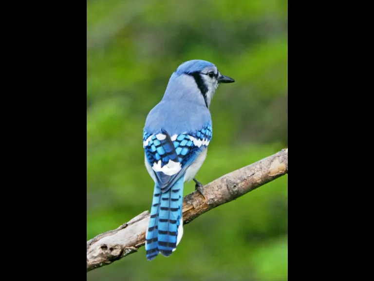 A blue jay in Framingham, photographed by Joan Chasan.