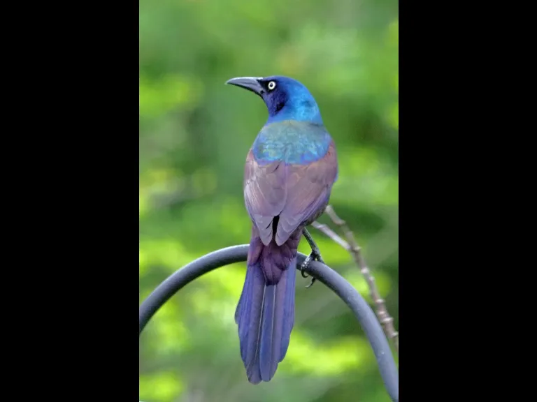 A common grackle in Framingham, photographed by Joan Chasan.