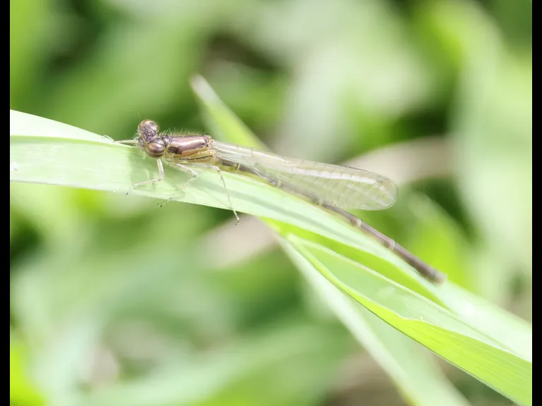 A damselfly at Grist Mill Pond in Sudbury, photographed by Steve Forman.