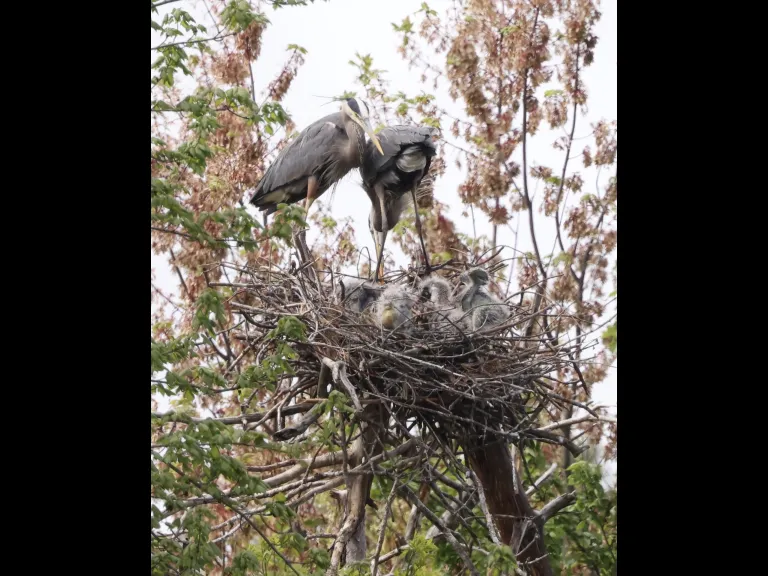 Great blue herons at their nest in Southborough, photographed by Steve Forman.