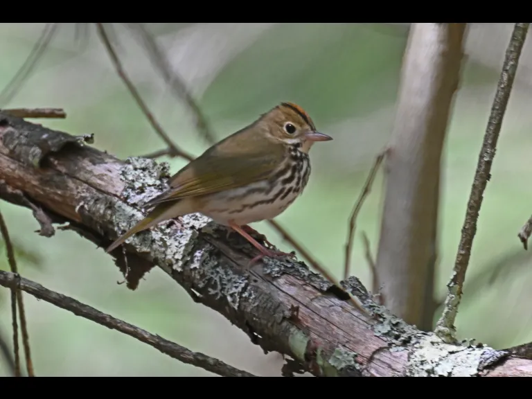 An ovenbird at Assabet River National Wildlife Refuge in Sudbury, photographed by Greg Dysart.