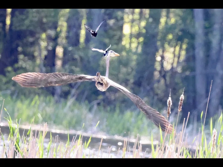 A great blue heron at Grist Mill Pond in Sudbury, photographed by Steve Forman.