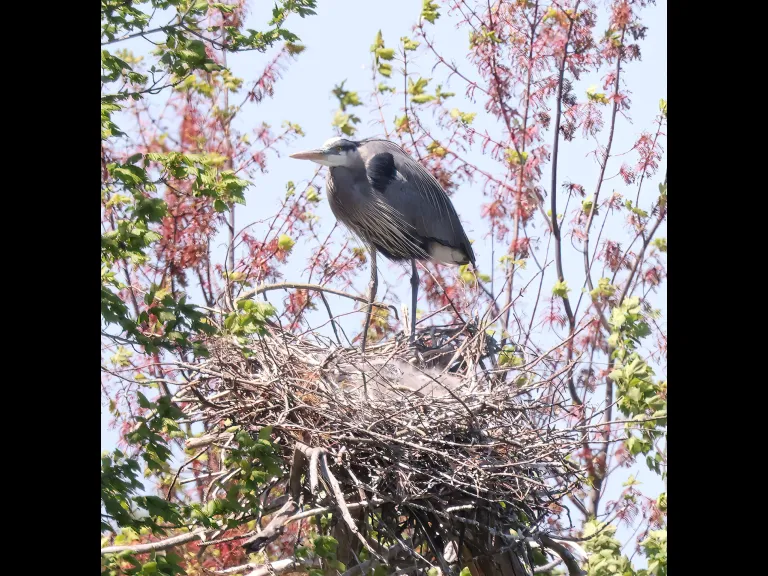 Great blue herons at their nest in Southborough, photographed by Steve Forman.