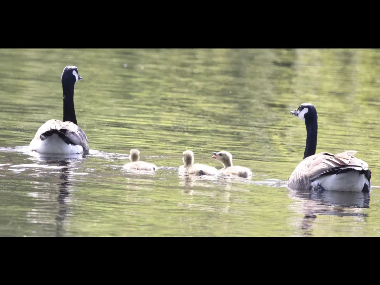 Canada geese at Grist Mill Pond in Sudbury, photographed by Steve Forman.