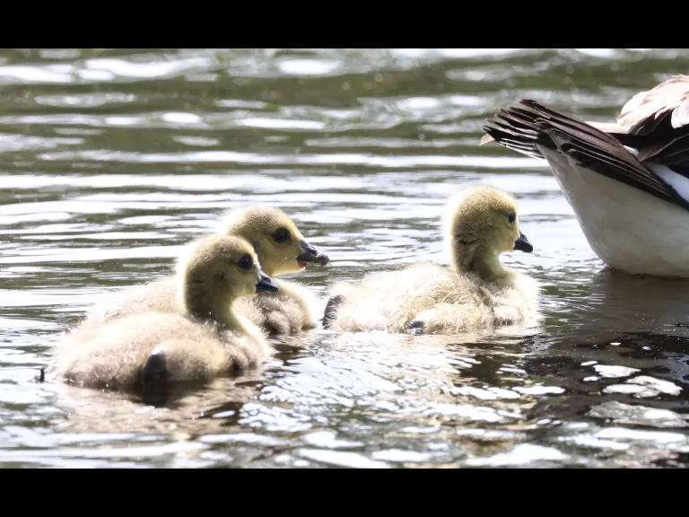 Canada geese at Grist Mill Pond in Sudbury, photographed by Steve Forman.