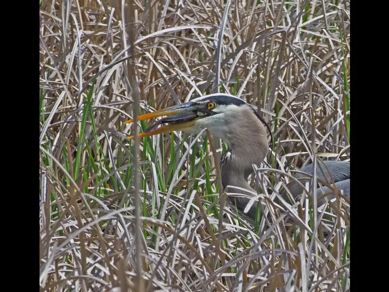A great blue heron in Wayland, photographed by Joan Chasan.