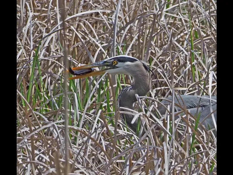 A great blue heron in Wayland, photographed by Joan Chasan.