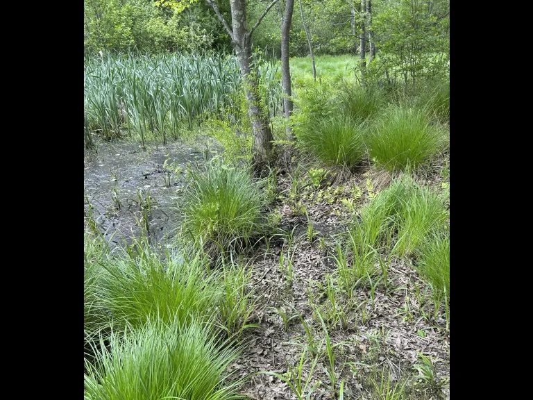 An American woodcock in Southborough, photographed by Debbie Costine.