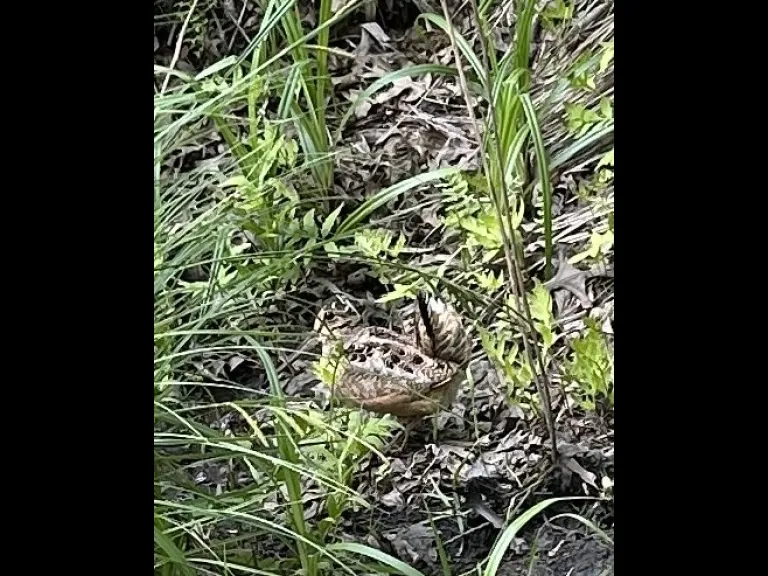 An American woodcock in Southborough, photographed by Debbie Costine.