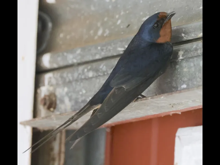 A barn swallow in Hopkinton, photographed by Steve Forman.
