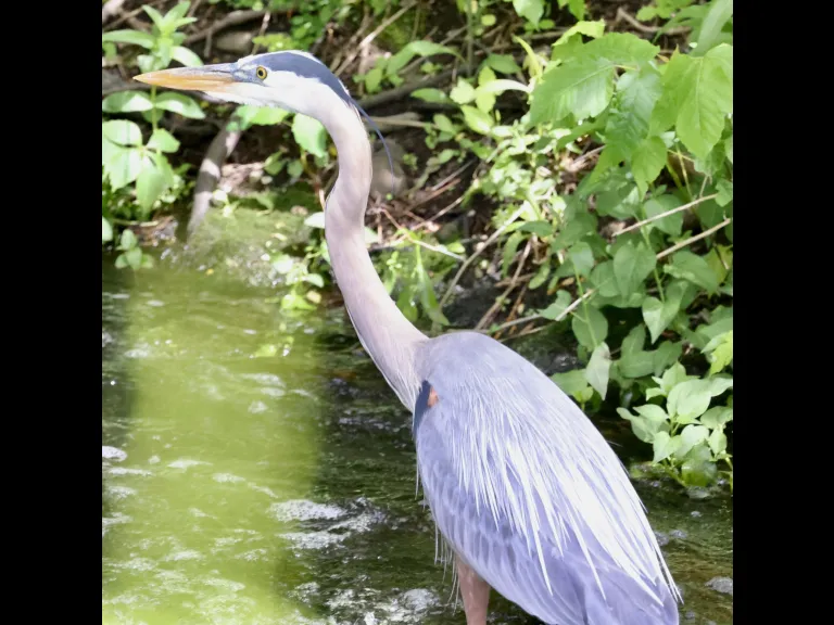 A great blue heron at Grist Mill Pond in Sudbury, photographed by Steve Forman.