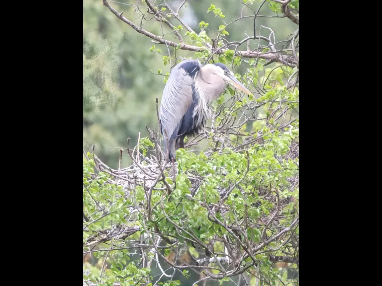 Great blue herons at their nest in Southborough, photographed by Steve Forman.