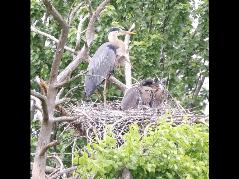 Great blue herons at their nest in Southborough, photographed by Steve Forman.