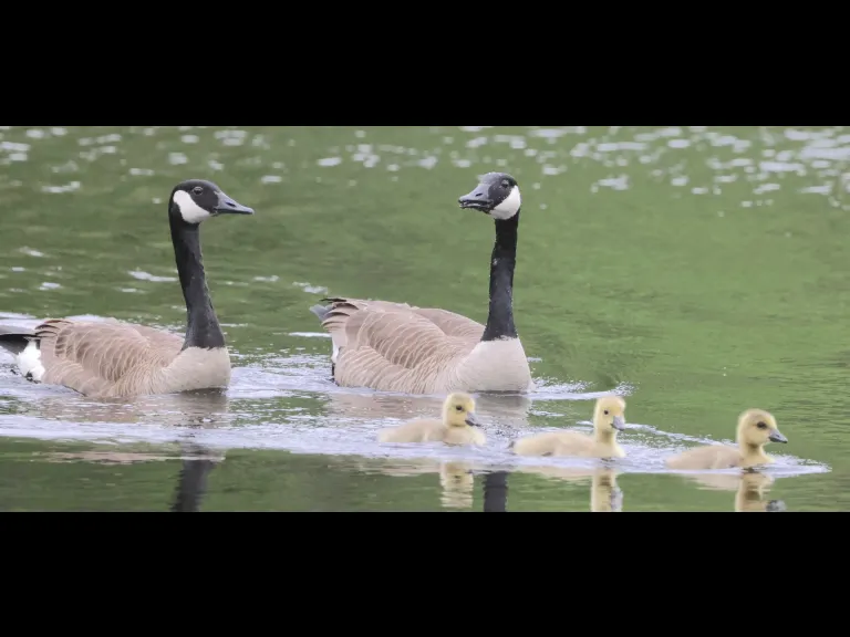 Canada geese at Grist Mill Pond in Sudbury, photographed by Steve Forman.