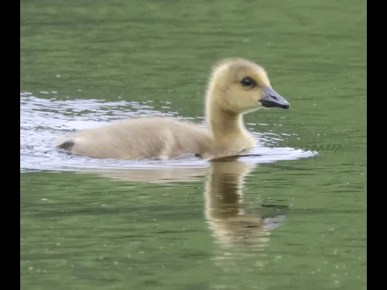A Canada goose gosling at Grist Mill Pond in Sudbury, photographed by Steve Forman.