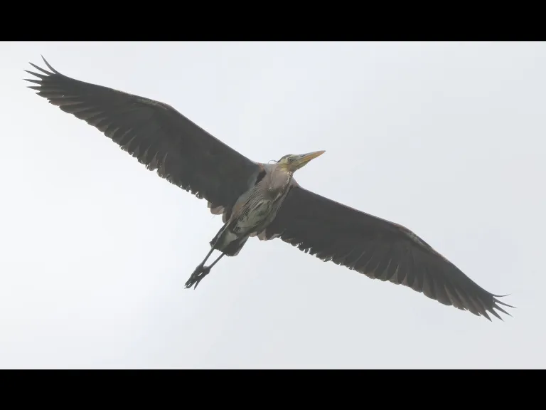 A great blue heron in Southborough, photographed by Steve Forman.