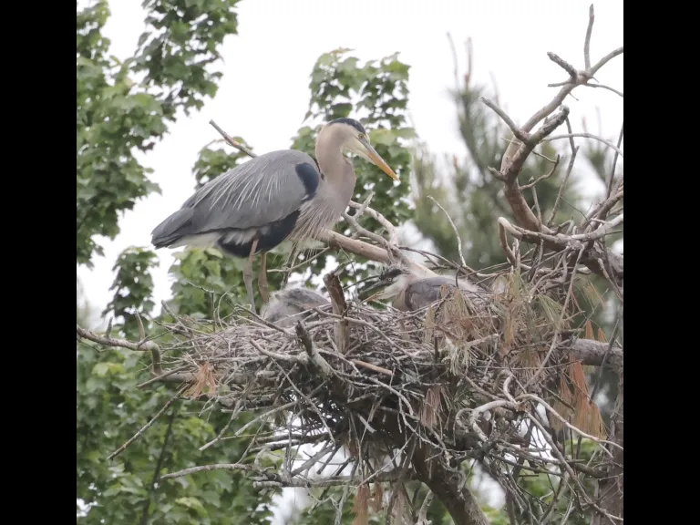 Great blue herons at their nest in Southborough, photographed by Steve Forman.