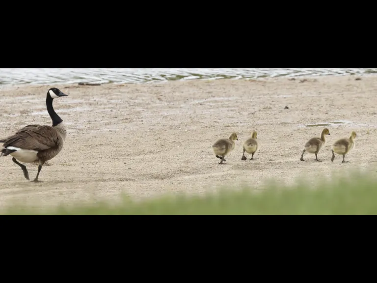 Canada geese at Hopkinton State Park in Hopkinton, photographed by Steve Forman.