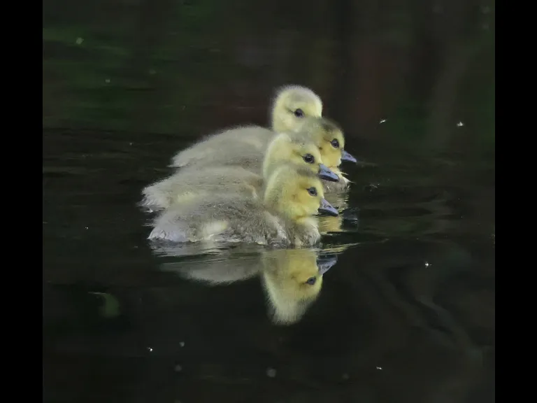 Canada goose goslings at Grist Mill Pond in Sudbury, photographed by Steve Forman.