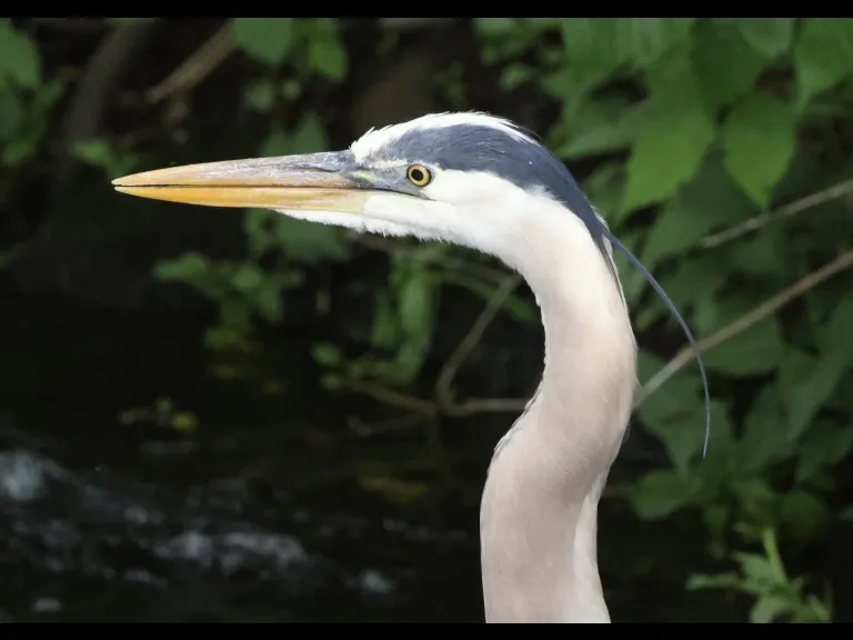 A great blue heron at Grist Mill Pond in Sudbury, photographed by Steve Forman.