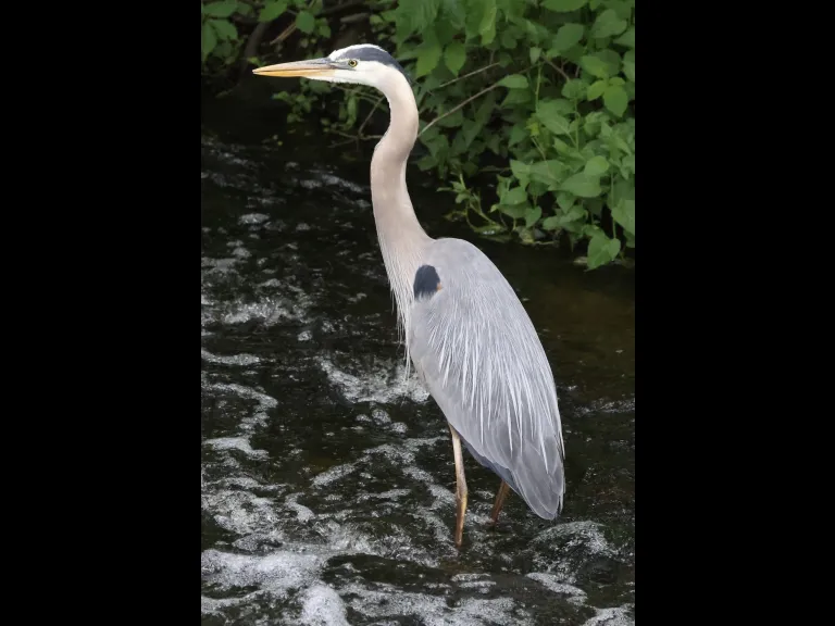 A great blue heron at Grist Mill Pond in Sudbury, photographed by Steve Forman.
