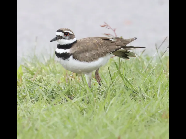 A killdeer at Hopkinton State Park in Hopkinton, photographed by Steve Forman.