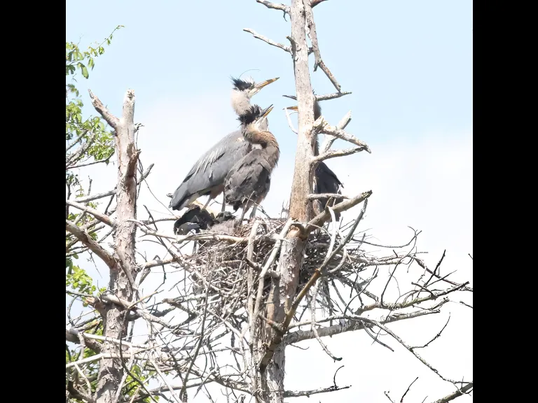 Great blue herons at their nest in Southborough, photographed by Steve Forman.